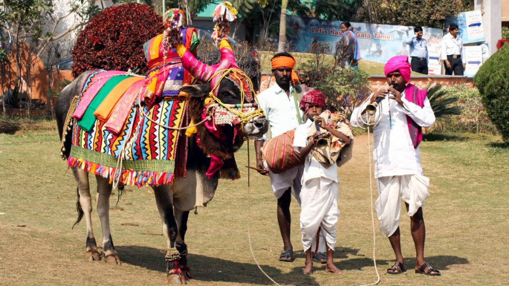 Pongal – The Harvest Festival of Tamil Nadu in India